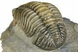 Large, Multi-Toned Pedinopariops Trilobite - Mrakib, Morocco #357348-4